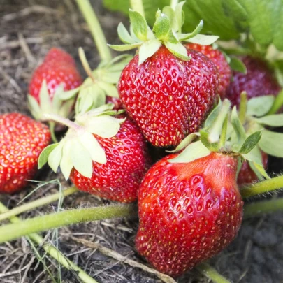 Jahodník Polka - Fragaria ananassa - jednoducho korenené sadenice - 5 ks