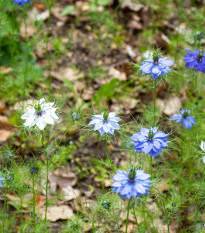 BIO Černuška damašská - Nigella damascena - bio semená - 50 ks