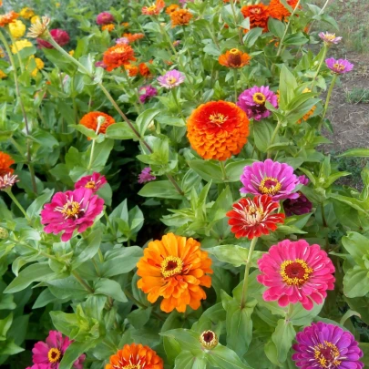 BIO Cínia zmes farieb - Zinnia elegans - bio semená - 20 ks