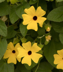 Čiernooká Zuzana krídlatá žltá - Thunbergia alata - semená - 15 ks