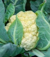 Karfiol skorý Ingloory - Brassica oleracea - semená - 20 ks