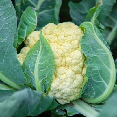 Karfiol skorý Ingloory - Brassica oleracea - semená - 20 ks