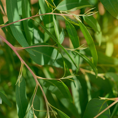 Eukalyptus vajcovitolistý - Blahovičník - Eucalyptus ovata - semená - 10 ks