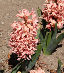 Hyacint Apricot Passion - Hyacinthus - cibuľoviny - 1 ks