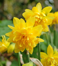 Narcis Tete Deluxe - Narcissus - cibuľoviny - 3 ks