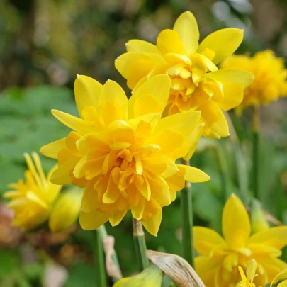 Narcis Tete Deluxe - Narcissus - cibuľoviny - 3 ks