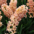 Hyacint Odyseus – Hyacinthus – cibuľka hyacintu