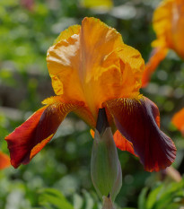 Kosatec nemecký oranžový – Iris germanica – hľuzy kosatca