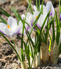 Krókus Blue Bird - Crocus chryzanthus - cibuľoviny - 3 ks