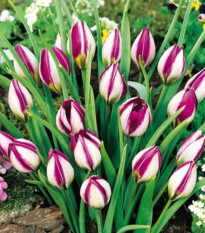 Tulipán Persian Pearl - Tulipa humilis - cibuľoviny - 3 ks