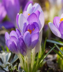 Krókus Striped Bird - Crocus tommasinianus - cibuľoviny - 3 ks