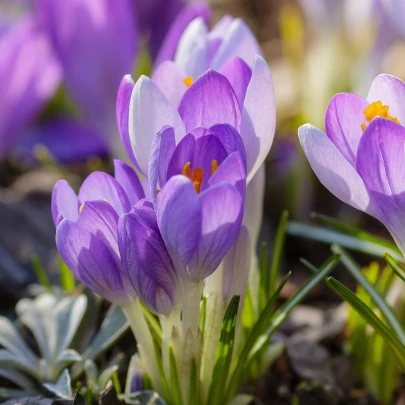 Krókus Striped Bird - Crocus tommasinianus - cibuľoviny - 3 ks