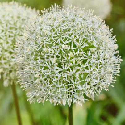 Cesnak White Giant - Allium - cibuľoviny - 1 ks