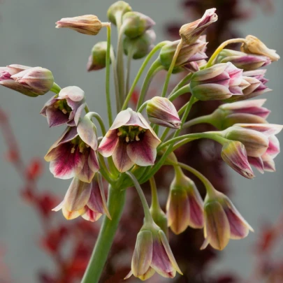 Cesnak sicílsky - Allium siculum - cibuľoviny - 5 ks