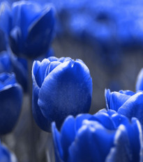 Tulipán Triumph Blue - Tulipa - cibuľoviny - 3 ks