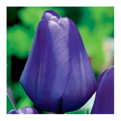 Tulipán Triumph Blue - Tulipa - cibuľoviny - 3 ks