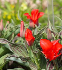 Tulipán Showinner - Tulipa - cibuľoviny - 3 ks