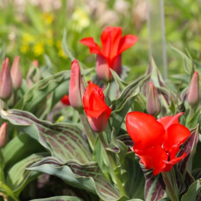 Tulipán Showinner - Tulipa - cibuľoviny - 3 ks