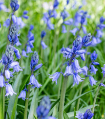 Scila zvonkovitá modrá - Scilla campanulata - cibuľoviny - 3 ks