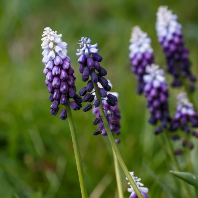 Modrica Grape Ice - Muscari - cibuľoviny - 5 ks