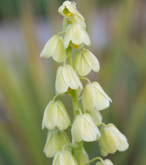 Korunkovka perzská biela - Fritillaria persica - cibuľoviny - 1 ks