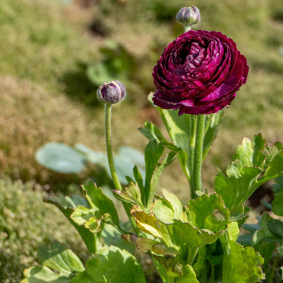 Iskerník plnokvetý Tomer Purple - Ranunculus asiaticus - cibuľoviny - 3 ks