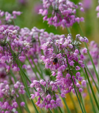 Cesnak previsnutý - Allium cernuum - cibuľoviny - 3 ks