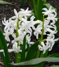 Hyacint mnohokvetý biely - Hyacinthus - cibuľoviny - 1 ks