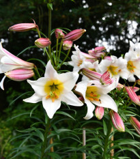 Ľalia kráľovská - Lilium regale - cibuľoviny - 1 ks