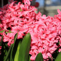 Hyacint Pink pearl - Hyacinthus - cibuľoviny - 1 ks