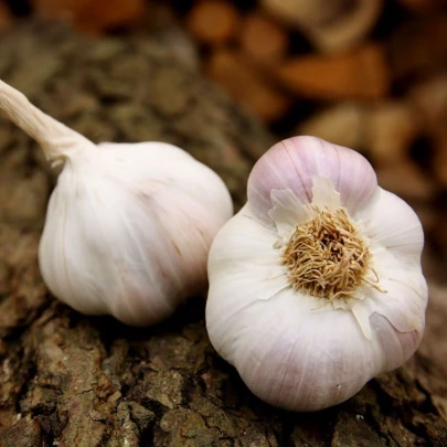 Sadbový cesnak Matinka - Allium sativum - nepaličák - cibuľa cesnaku - 1 balenie