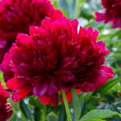 Pivónia lekárska Rubra Plena - Paeonia officinalis - cibuľoviny - 1 ks