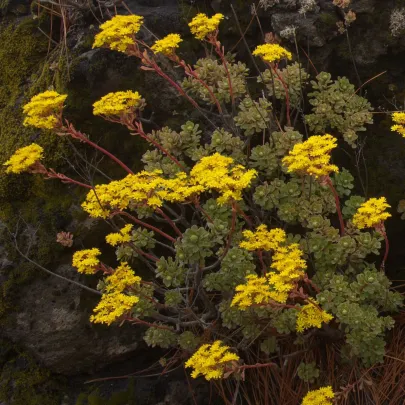 Ružicovka - Aeonium spathulatum - semená - 8 ks