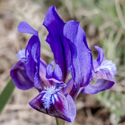 Kosatec nízky Little Sapphire - Iris pumila - hľuzy - 1 ks