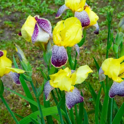 Kosatec nemecký Nibelungen - Iris germanica - hľuzy - 1 ks