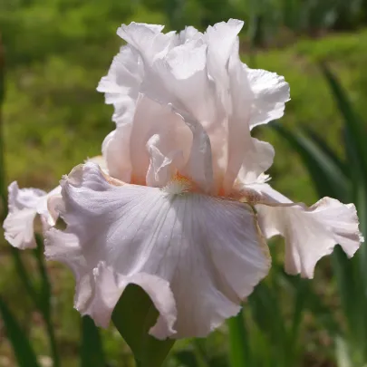 Kosatec nemecký ružový - Iris germanica - hľuzy - 1 ks