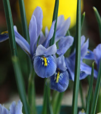 Kosatec Sapphire Beauty - Iris hollandica - cibuľoviny - 3 ks