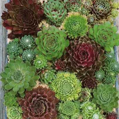 Skalnica - Skalná ruža zmes - Sempervivum hybridum - semená - 30 ks