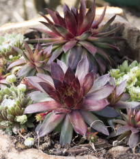 Skalnica - Skalná ruža zmes - Sempervivum hybridum - semená - 30 ks