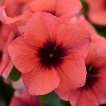 Katarant Tatoo Papaya - Catharanthus roseus - semená zimozeleň - 30 ks