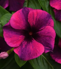 Katarant Tatoo Black Cherry - Catharanthus roseus - semená zimozeleň - 30 ks