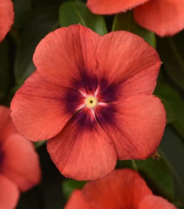 Katarant Tatoo Tangerine - Catharanthus roseus - semená zimozeleň - 30 ks