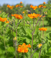 Kuklík šarlátový Koi - Geum coccineum - semená - 20 ks