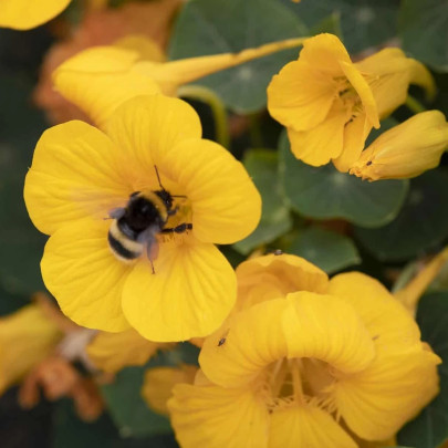 Kapucínka nízka Baby Gold - Tropaeolum minus - semená - 8 ks