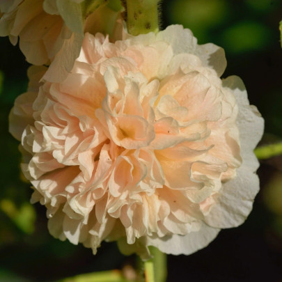 Topoľovka Chaters Apricot - Alcea rosea - semená - 8 ks