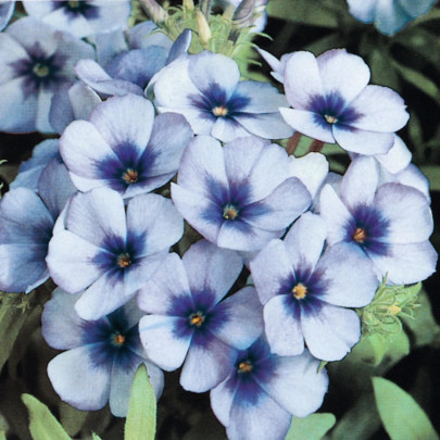 Plamienka Dolly Sky Blue F1 - Phlox drummondii - semená - 50 ks