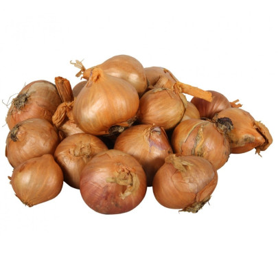 Cibuľa šalotka Red Sun - Allium Cepa - cibuľky - 500 g