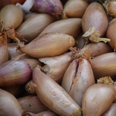 Cibuľa sadzačka Rosanna - Alliumm cepa - cibuľky - 250 g