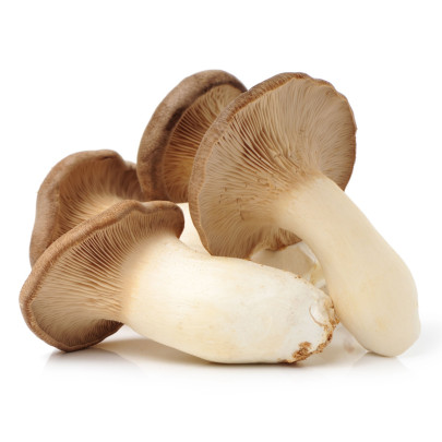 Hliva kráľovská máčková - Pleurotus eryngii - sadivo - 250 ml