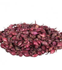 Cibuľa sadzačka Karmen - Allium cepa - cibuľky - 500 g